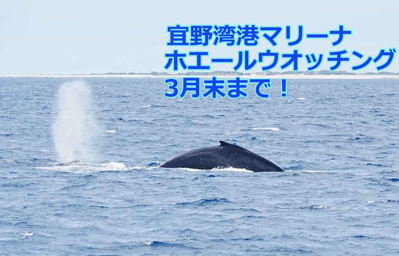 沖縄・宜野湾港マリーナにクジラの親子が集結。ザトウクジラのホエール
