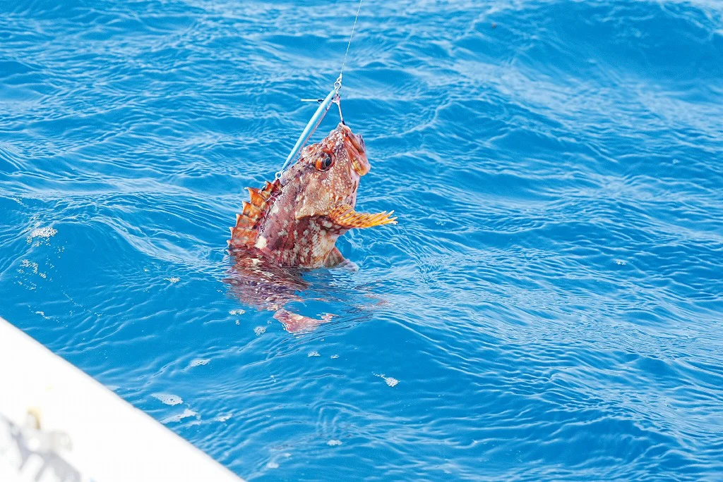 魚探の見方vol.19 青ものと根魚をジギングで探っているときの反応